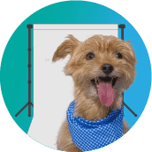 Fondos para mascotas